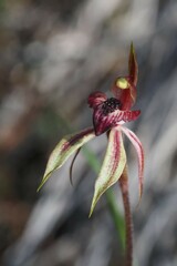Caladenia cardiochila
