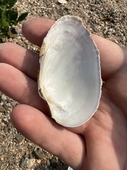 Venustaconcha ellipsiformis