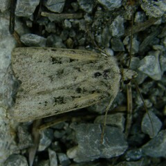 Chersotis multangula