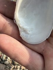 Venustaconcha ellipsiformis