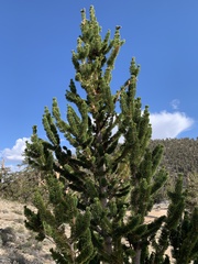 Pinus longaeva