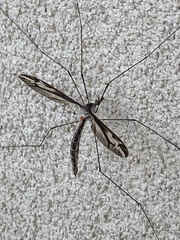 Tipula