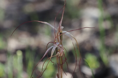 Caladenia capillata