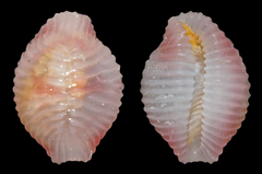 Purpurcapsula exigua