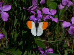 Anthocharis cardamines