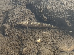 Etheostoma caeruleum