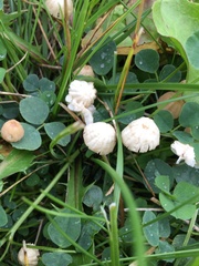 Marasmius oreades