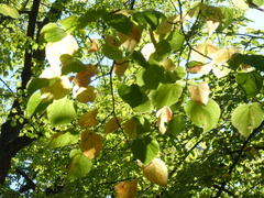 Tilia platyphyllos