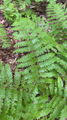 Osmunda claytoniana