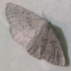 Iridopsis defectaria