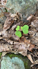 Desmodium rotundifolium