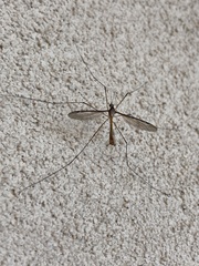 Tipula