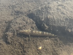 Etheostoma caeruleum