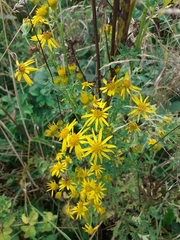 Jacobaea