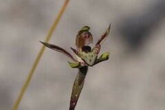 Caladenia cardiochila