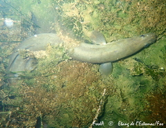 Anguilla anguilla