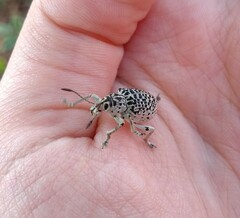 Cydianerus latruncularius