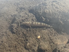 Etheostoma caeruleum