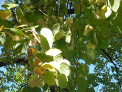 Tilia platyphyllos