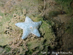 Asterina gibbosa