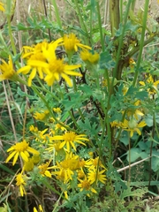 Jacobaea