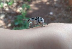 Cydianerus latruncularius