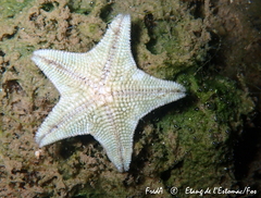 Asterina gibbosa