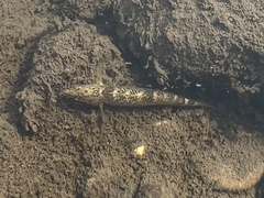 Etheostoma caeruleum