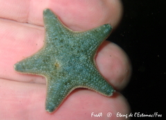 Asterina gibbosa