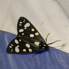 Callimorpha dominula