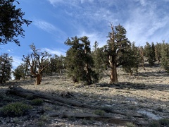 Pinus longaeva