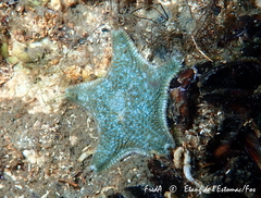 Asterina gibbosa