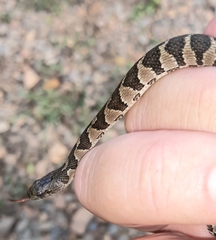 Nerodia sipedon pleuralis