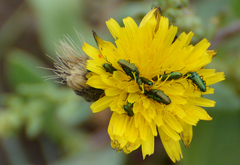 Psilothrix illustris