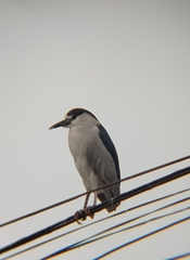 Nycticorax nycticorax