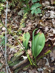 Veratrum parviflorum