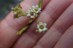 Diosma
