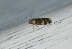 Oegoconia novimundi