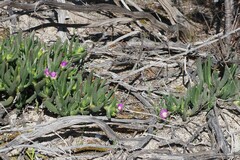 Carpobrotus glaucescens