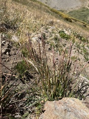 Trisetum spicatum
