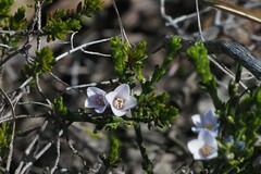 Cyanothamnus coerulescens