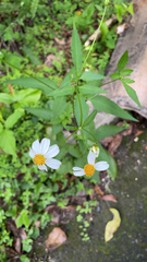 Bidens pilosa