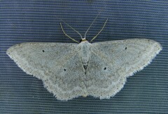 Scopula incanata