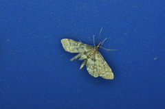 Anageshna primordialis