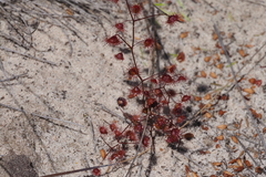 Drosera planchonii