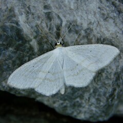 Scopula subpunctaria