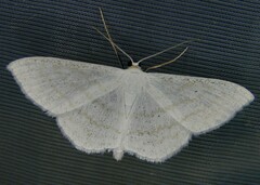 Scopula subpunctaria