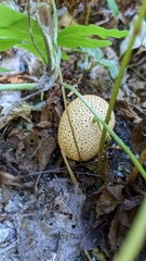 Scleroderma citrinum