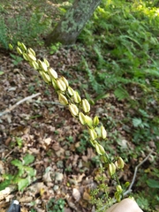 Veratrum parviflorum