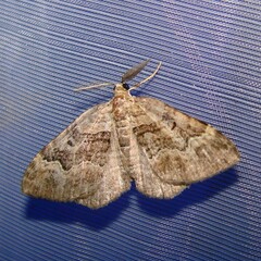 Xanthorhoe quadrifasiata